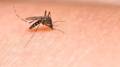 4 خطوات للتعامل مع لسعات البعوض والقراد في المنزل.. تعرف عليهم