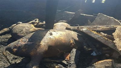 بالصور.. حريق هائل داخل حظيرة مواشي بأحدي قري الدقهلية