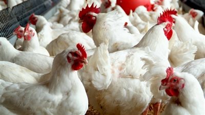 انخفاض أسعار الدواجن واستقرار البيض