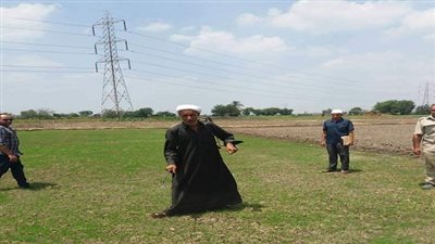 إزالة 11 مشتل أرز على مساحة 24 قيراط بالقليوبية