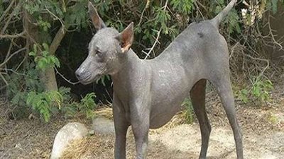 ظهور سلعوة تعقر ١٢ شخصًا في المنيا