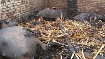 السيطرة على حريق بمزرعة مواشى بنبروه