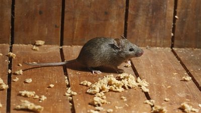 إحترس| الفئران تنقل لك مرض قاتل.. ما هو؟