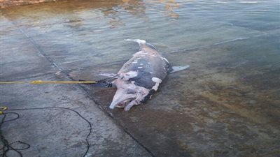 البيئة تسليم الدولفين النافق بشاطئ جمصة لجامعة المنصورة