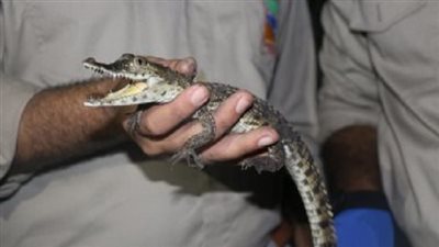 البيئة تنجح فى الإمساك بتمساح نيلى بمحافظة الشرقية
