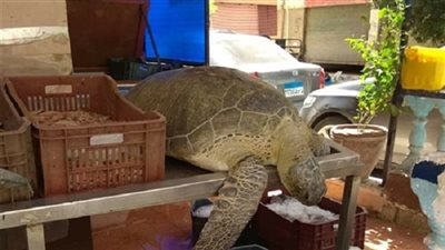البيئة تنجح في إنقاذ سلحفاة بحرية مهددة بالانقراض وإعادتها لبيئتها الطبيعية