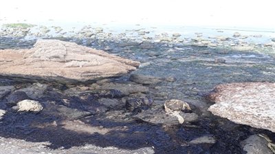 البيئة: مكافحة تلوث زيتى بشاطئ معهد علوم البحار بالسويس