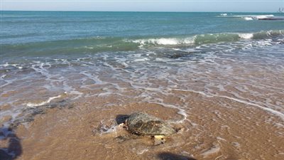 البيئة تنجح فى إطلاق سلحفاة بحرية إلي بيئتها الطبيعية