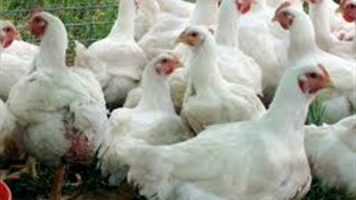 تعرف على أسعار الدواجن بالمزرعة وسوق التجزئة اليوم