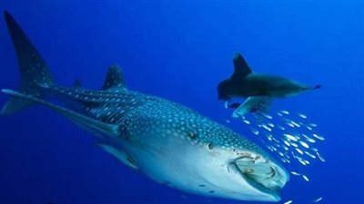 رصد ظهور سمكة قرش الحوت بالبحر الأحمر