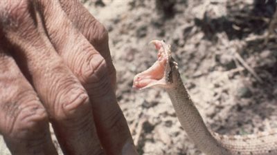 انتشار ظاهرة لدغ الثعابين بالبحيرة والمنوفية.. وهذا مصير الأهالي