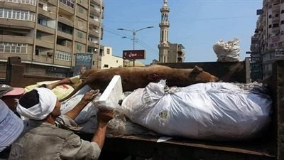 بالصور.. رفع ٥ طن من مخلفات القمامة من محيط شارع بورسعيد بمدينة المنصوره