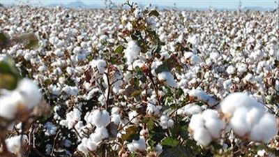 الزراعة: لجان المكافحة تتفقد زراعات القطن بمحافظة بني سويف  