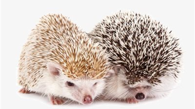 مفاجأة.. تعرف على طقوس الزواج عند الحيوانات