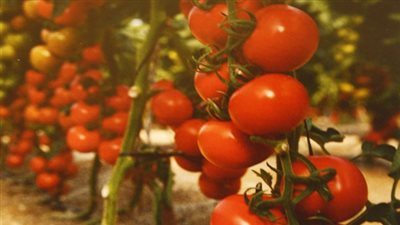 حرب الطماطم تكشف مافيا شركات المبيدات الزراعية ومطالب بتدخل وزير الزراعة