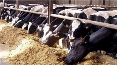 الحكومة: لا نية لفرض ضرائب على المواشي