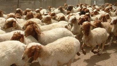 الأوقاف: 25 مليون جنيه حصيلة صكوك الأضاحي