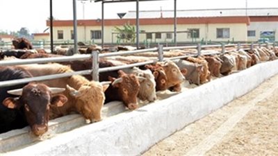 الحكومة تنفي تعاقد الأوقاف على شراء لحوم مذبوحة بدلا من الحية للأضحية