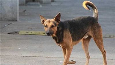 أصابات بالغة لـ 6 اشخاص بسبب عقر كلب ضال بالدقهلية 
