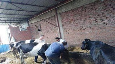 بيطري الدقهلية.. قوافل طبية لسحب عينات دم واختبار مرض البروسيلا بالقرى والمراكز