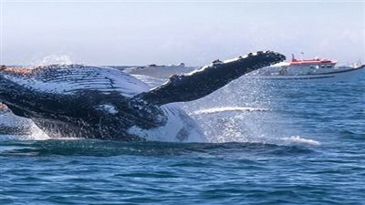 محميات البحر الاحمر ترصد ظهور الحوت الاحدب  بالقرب من سواحل الغردقة