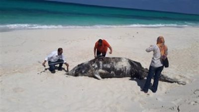 عبد الغفار يستعرض تقريرا حول العثور على حوت نافق بالساحل الشمالى