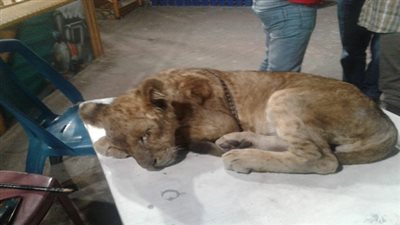 البيئة: ضبط حيوانات مهددة بالإنقراض بالإسكندرية