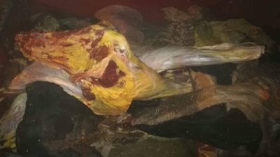 ضبط تشكيل عصابى للاتجار باللحوم الفاسدة وتوزيعها بالفيوم