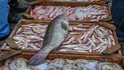 ضبط طن أسماك غير صالحة بقنا