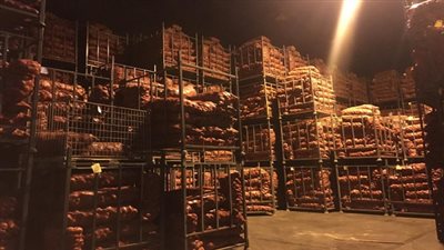 ضبط كمية من البطاطس وزنت حوالى 700 طن مخزنة بدمياط 