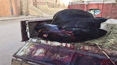 ضبط بقرة مريضة مذبوحه تزن 800 كيلو مزبوحة زبح غير حيوي قبل بيعها للمواطنين 