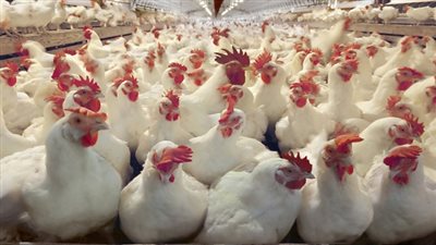 منتجى الدواجن: حظر تداول الطيور الحية سوف يخفض الأسعار