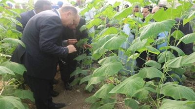 محافظ الفيوم يفتتح باكورة إنتاج مشروع الصوب الزراعية بطامية