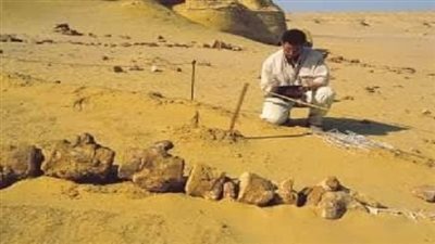 مصر تشارك ب