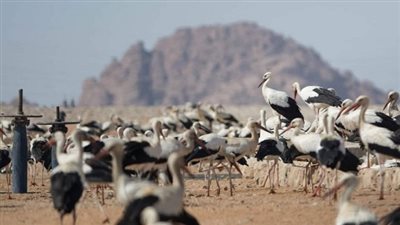 عرض تجربة مصر فى حماية الطيور المهاجرة خلال مؤتمر الأطراف الرابع عشر لاتفاقية التنوع البيولوجي 