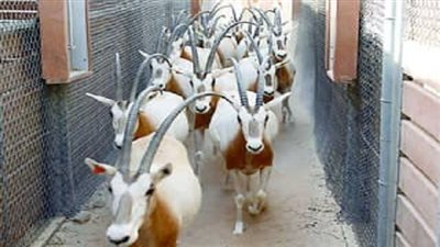 إعادة توطين أبو حراب بفيلم وثائقى خلال مؤتمر الأطراف الرابع عشر لاتفاقية التنوع البيولوجي 