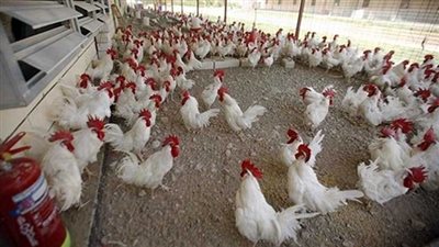 تأييد تغريم المتهم الرئيسى في قضية «احتكار الدواجن» مليون جنيه