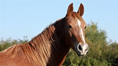 حصان يركل طفل ويتسبب في اصابته بالدقهلية