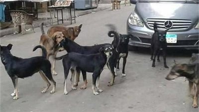 دعوى قضائية لإلزام الحكومة بوقف قتل الكلاب والقطط وتصدير لحومها