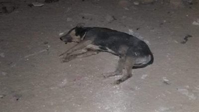 حملة للقضاء على الكلاب الضالة بالمعصرة