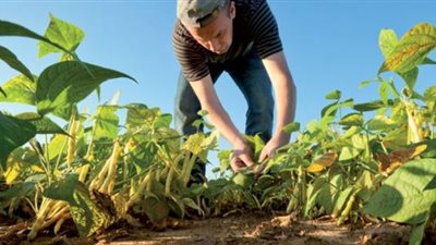 الحكومة تستعرض حصاد‎ ‎قطاع الزراعة فى 2018‏