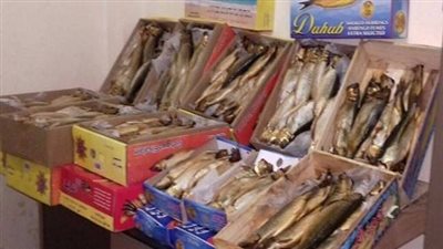 ضبط 400 صندوق رنجة غير صالحة بالغربية