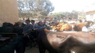 قوافل بيطرية مجانية للطب بقرى الفيوم 