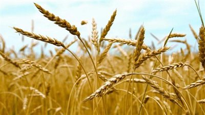 بالأرقام.. زيادة المساحة المنزرعة من القمح عن العام الماضي بالغربية