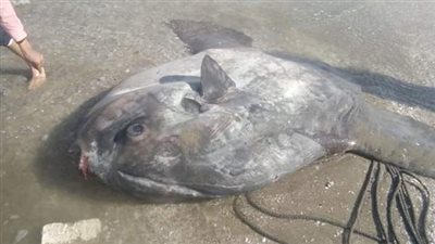 سمكة الشمس النادرة تظهر لأول مرة على شواطىء البحر المتوسط 