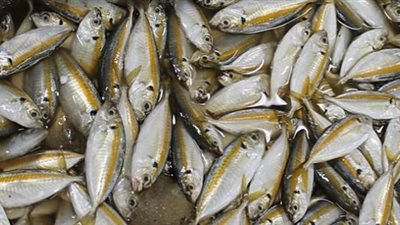 ننشر أسعار الخضراوات والأسماك بالأسواق.. هل إرتفعت؟