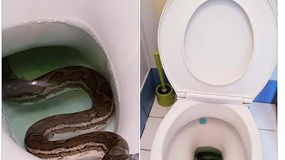 إحترس من قاعدة الحمام.. ماذا يمكن أن تجد بها؟