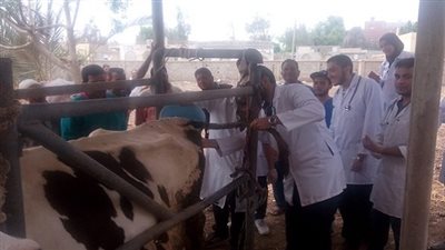 بدأ الحملة القومية لتحصين الماشية بقري ومراكز الغربية