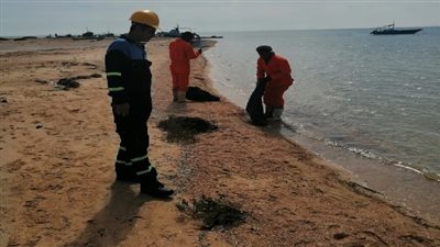 البيئة: السيطرة على التلوث الزيتي بالطور في أقل من 24 ساعة