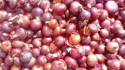 وزارة الزراعة تؤكد خلو البصل من متبقيات المبيدات